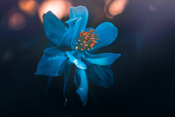 Spring blue flower on dark background with bokeh