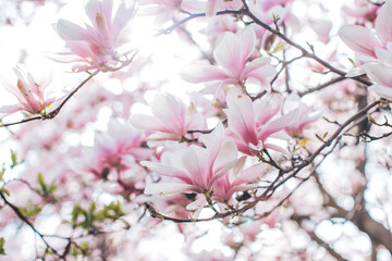 Spring flowering magnolia tree in close plan