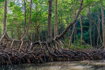 Dominican Republic. Mangrove trees in the reserve.