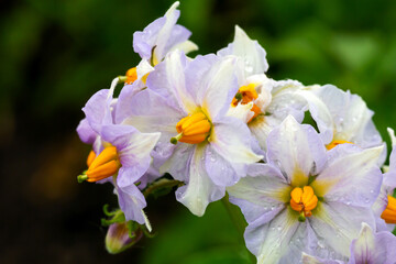 Close-up of blooming potato flowers