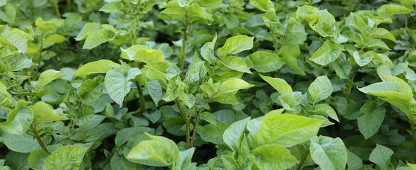 Potato bush with green leaves, vegetable field.