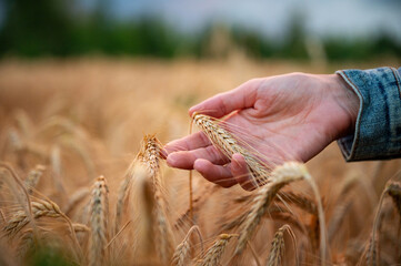 Ripening golder ear of wheat gently resting in a female hand