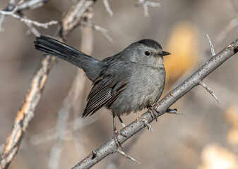 Gray Catbird