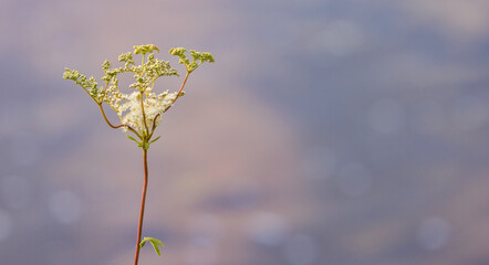 a plant and white flower,Filipendula ulmaria