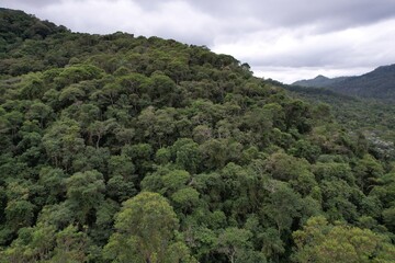 Obraz premium trees in the mountains