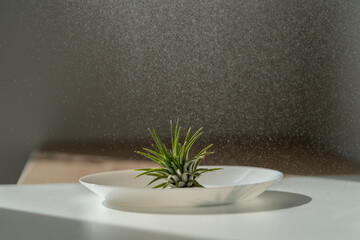Closeup of air plant Tillandsia on a plate while being sprayed with water from spray bottle. Easy care houseplant. 