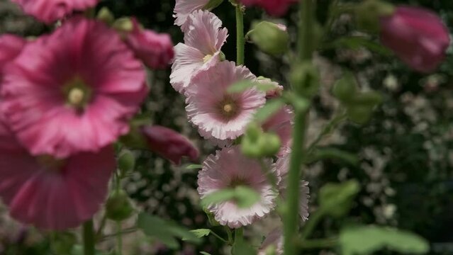 Closeup of blooming pink and red hollyhock flowers waving in the wind against a background with green leaves in summer. Video with selective focus.