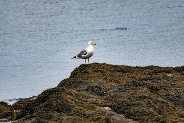 Fototapeta na wymiar Seagull at Prospect Harbor, Maine