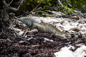 Iguana en habitad natural descansando sobre ramas y hojas de arboles en un dia soleado