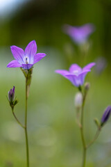 Fototapeta premium Glockenblumen auf den Bergwiesen des Riesengebirges