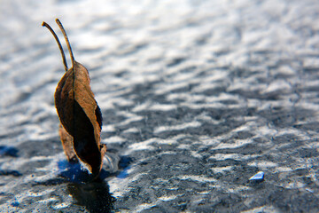 Leaf upright in frozen ice in Winter