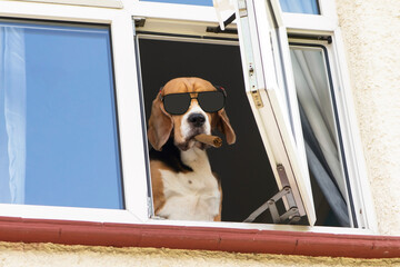 funny dog beagle boss in sunglasses and a cigar in his mouth watches from an open window