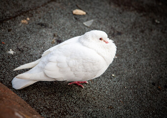 A white pigeon perched on a roof braced against the winter cold