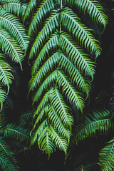 Fern leaves