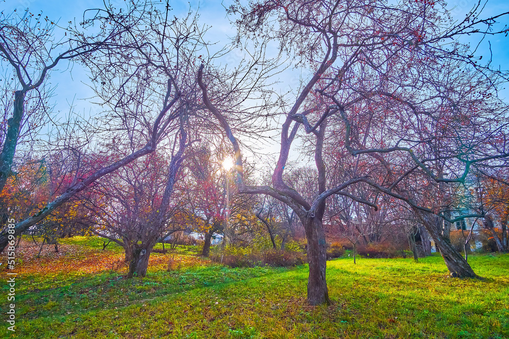 Canvas Prints The autumn fruit orchard of Kyiv Botanical Garden, Ukraine