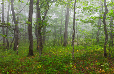 Fototapeta premium Fog in the summer forest