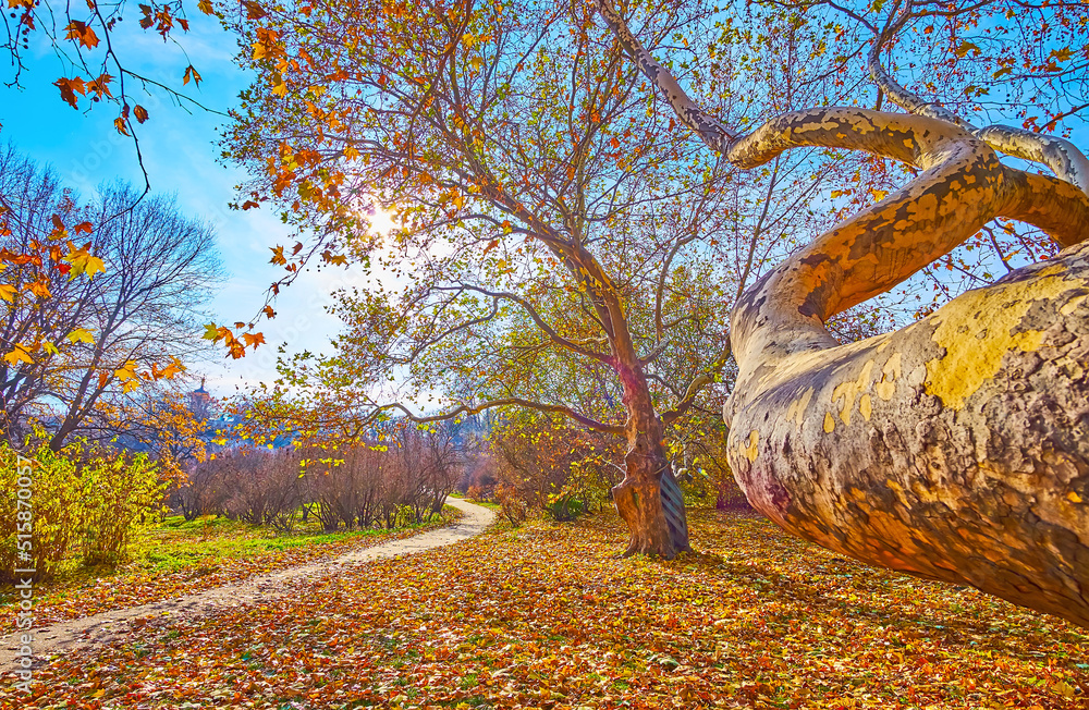 Poster Walk down the autumn foliage under old sycamores in park