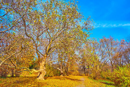 The Golden Autumn Sycamore Grove, Kyiv, Ukraine