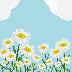 Fototapeta na wymiar daisies field landscape. green Summer scene with white flowers, blue sky, fluffy clouds