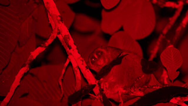 Cute Slow Loris Sit and Stare on Branches at Night