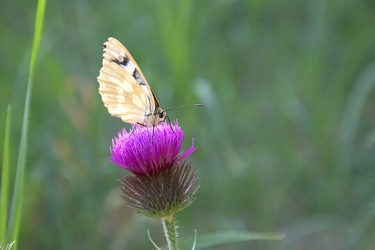 A beautiful butterfly warms its wings in the rays of the sun. Variegated galatea, a species of butterfly from the family of Marigold on the flower of milk thistle.bokeh