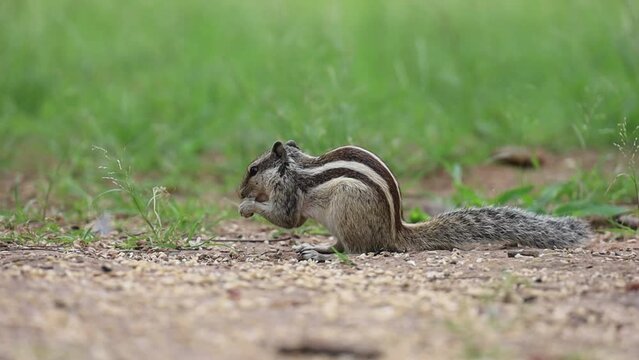 Squirrel eating nuts at Modhera Sun Temple, Gujarat