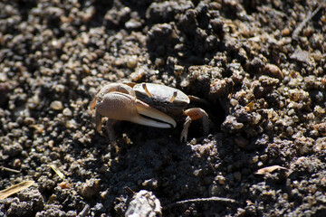 Crab located in Restinga of marambaia, stretch of Guaratiba neighborhood in the city of Rio de Janeiro, Brazil. Where boats, dry trees and sandbanks can be observed.