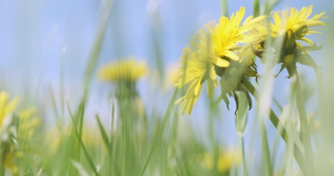 Yellow dandelions in green grass on blue sky sunny spring day. Blooming yellow dandelion buds wind swaying in bright salad juicy grass. Summer fresh background. Wild flowers. Static 4k nature footage