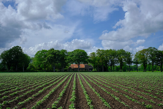 Diagonal ridges with long rows of fresh green carrot plants. It has just rained, and the ground is still wet. The photo was taken on a cloudy day in Dutch summer season.