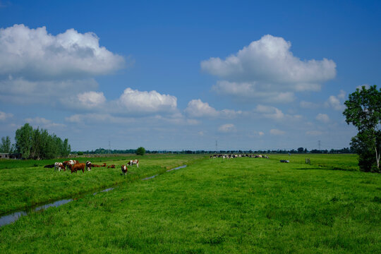 large amount of spotted cows in spring meadow under cloudy sky in the netherlands