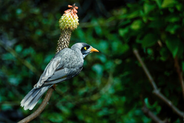 Obraz premium Australian Noisy Miner sitting on a native blooming flower