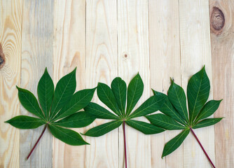Green leaf nature on wooden table background. top view