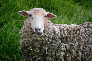 Sheep herbivorous animal feeding on grass in a natural habitat looking the camera