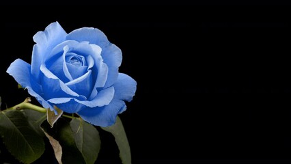 Beautiful opening blue rose on white background. Petals of Blooming blue rose flower open, time lapse, close-up. Holiday, love, birthday design backdrop. Bud closeup. Macro. 4K UHD video timelapse