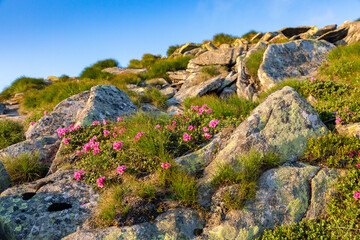 Mountain stoned hill covered with flowering rhododendron. Beautiful flowered landscape of highest mountains during sunset