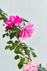 Pink climbing roses on a branch on a light background. High quality photo