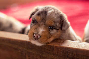 australian shepherd puppy dog ​​at home