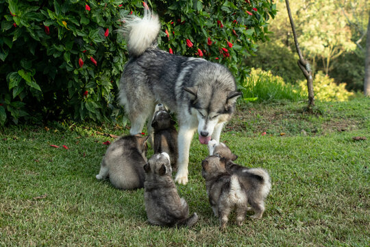 alusky puppy dog ​​in the field