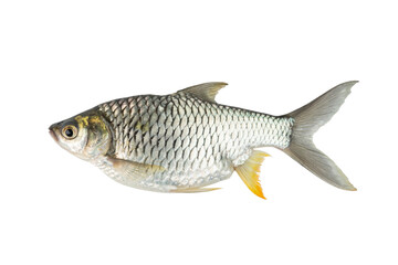 pregnant fish,Thai Carp (Barbus gonionotus) isolated on white background with Clipping Path