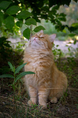 red cat in the garden