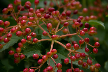 fresh and organic goji berry on the tree