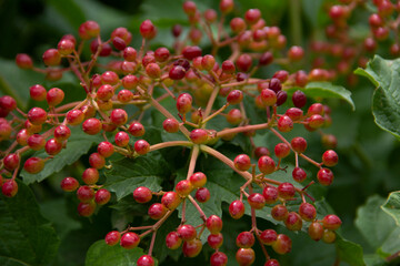 fresh and organic goji berry on the tree