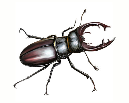 Stag beetle, Lucanus cervus