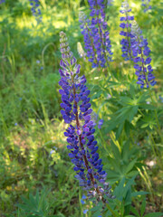 purple lupins in summer