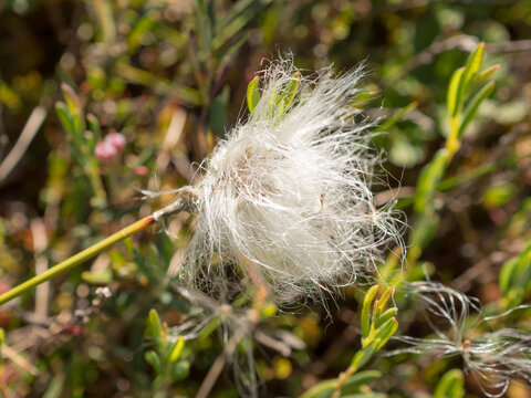 cotton grass in the swamp