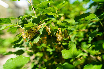 White and Red Currants in a Garden in Lower Bavaria