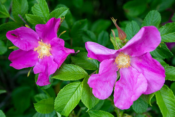 Pink Wild Flowers in Maine