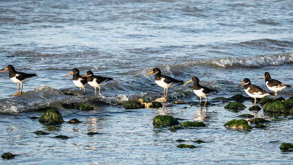 A flock of oystercatchers on a beach at low tide 