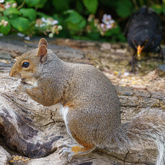 Obraz premium A Grey Sqirrrel on a log