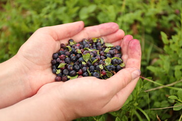 Harvest of ripe blueberries in hands, forest berries.